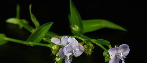  『花瓣』大苞水竹叶生于水沟边及密林下，花瓣小，天蓝色或紫色