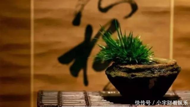 『养眼』菖蒲:此为寿品,玩者珍惜!太养眼!
