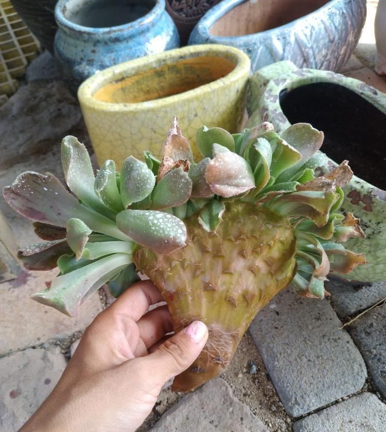  怀孕期间|怎样让多肉法师缀化？缀化和哪些因素有关？