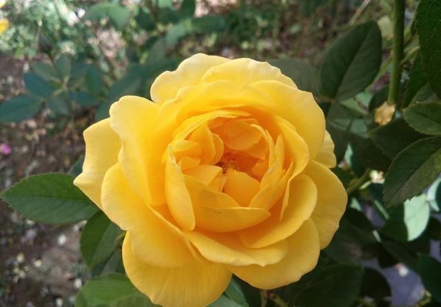 #艳丽#喜欢养护花卉,就可以养护花期长,花色艳丽,爆盆简单的5种花卉