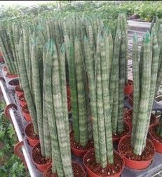  【适合】虽然喜欢光照的花，但并不适合太阳直射，散射光才是最好的助长剂