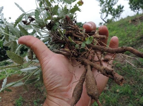 乡下的一种野菜曾经不被人重视 现在成了稀罕物价格高