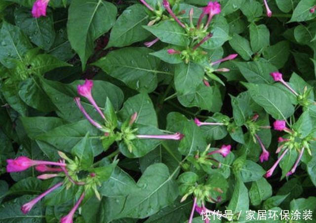 #湿润#湿润的河边,若是看到1种“地雷花”,记得珍惜,别轻易拔除!