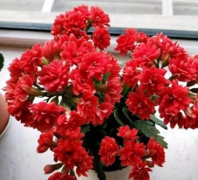  石竹花|春季养上“4种花”，好养不说，花量还大，花开艳丽，好运来！