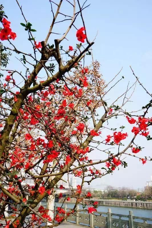 2019年成都第一波春光乍泄！锦江春色来，两岸花撩人！