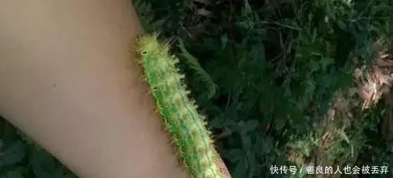 农村这种让你痛不欲生的虫子已经出动, 村里遇到它一定要远离!