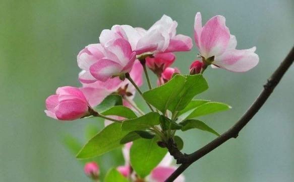  花苞|夏天一到，西府海棠就“蔫”？甩“几刀”，花苞挂满枝，花儿爆