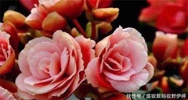 『植株就』熟练掌握丽格海棠的浇水方式,花开到一茬又一茬,漂亮极了