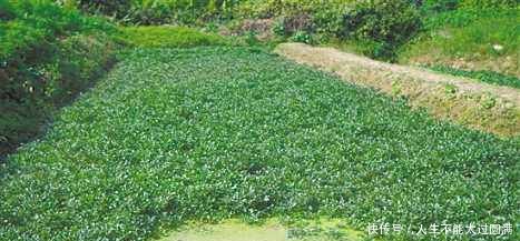 农村这野菜泛滥成灾，农民拿去喂猪，城里一斤13元成稀罕货