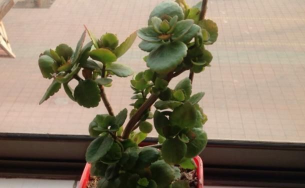  [凋零]凋零之后的长寿花，修剪和养护做得好，来年花苞一茬接一茬