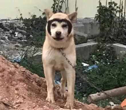  「哈士奇」哈士奇和田园犬生下了孩子，可没想到居然只遗传它一张脸，笑疯了