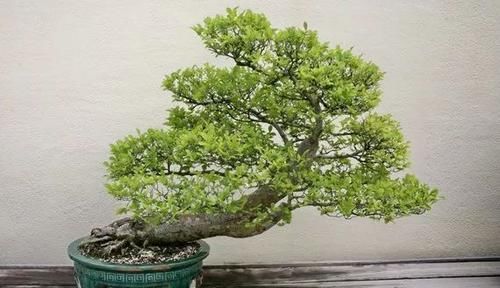  适合：特别适合新手养的榆树盆景，养室内也能生长良好
