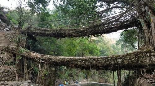 世界上最特殊的桥梁，印度人用树种出来，500余年越用越坚固！