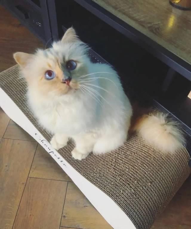  宠物■老佛爷过世一年后，那只承继了21亿财产的猫如何了？人比不上猫...