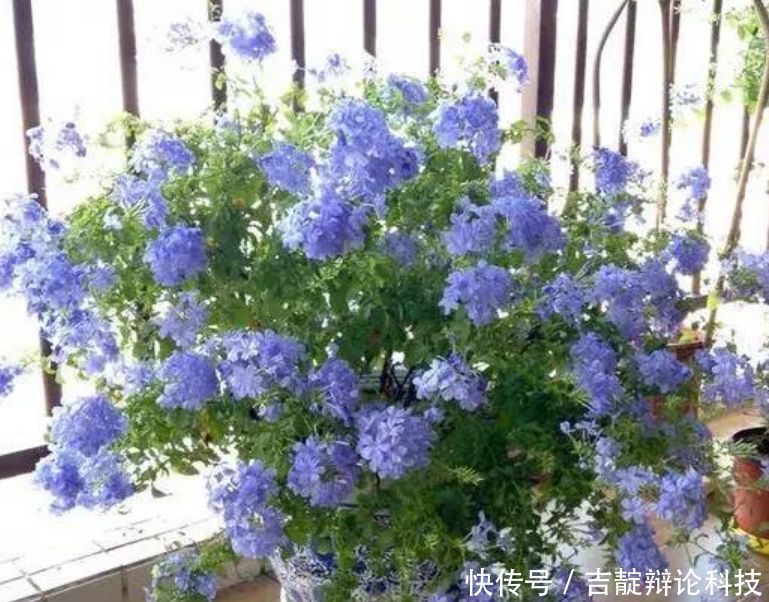 『满盆』3种花,堪称“开花机器”,随便一养开满盆,芳香满阳台!