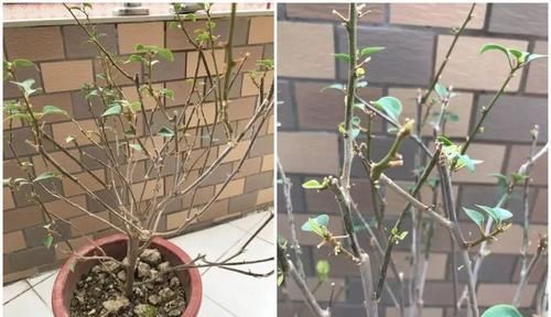  『光照』三角梅的养护要点，3招教你促开花，新手也能养爆盆！