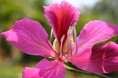  【烂漫】家里养此款花卉，叶片色彩斑斓，花朵似绣球，小巧烂漫又惹人爱