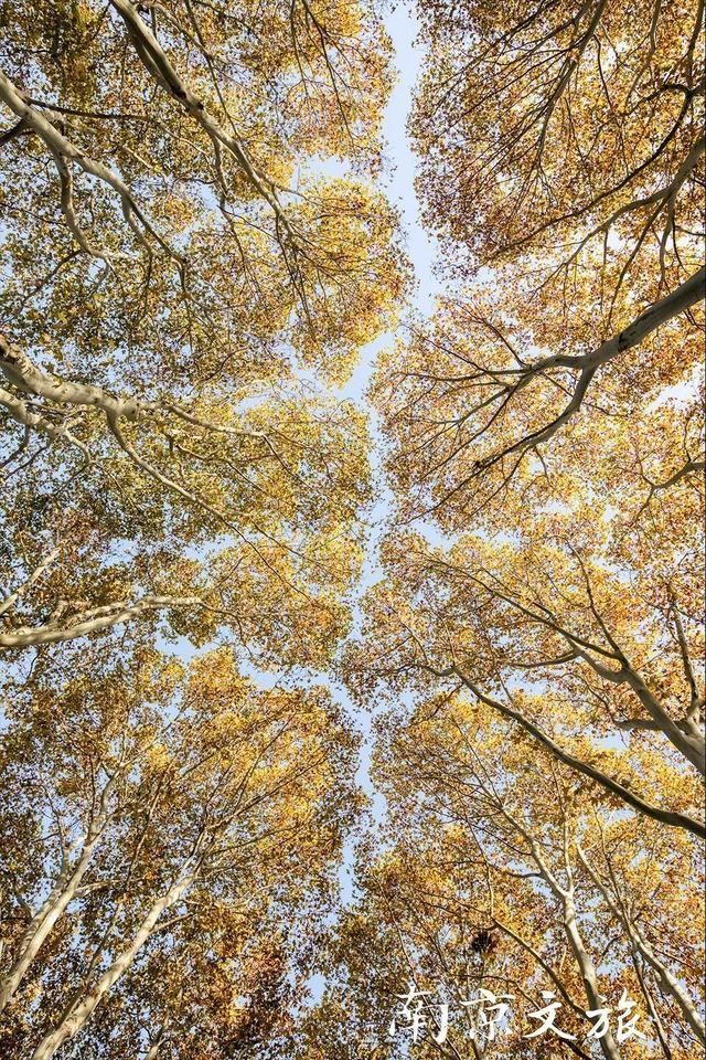 南京这些大学都有最美梧桐大道，有没有你的母校？