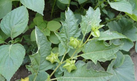  「根茎」农村小孩当玩具，城里却当“黄金果”卖15一斤，你认识