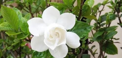  『寓意』这9种生活中常见的烂漫之花，有着独特而美好的寓意