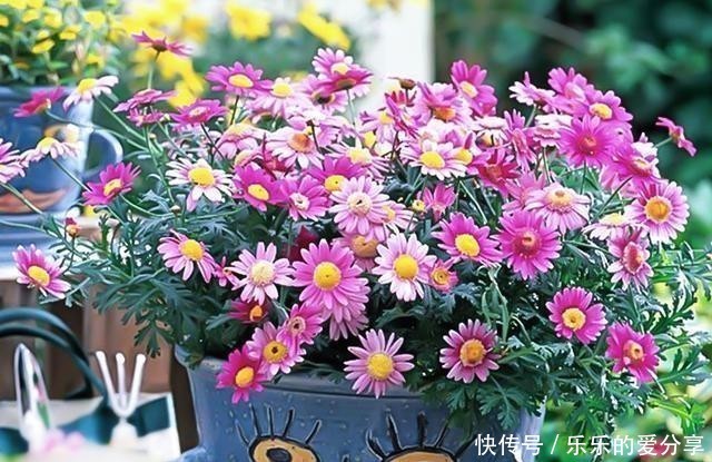 试试|想要养护花期长花量大、色彩丰富的草花,试试玛格丽特,皮实好养