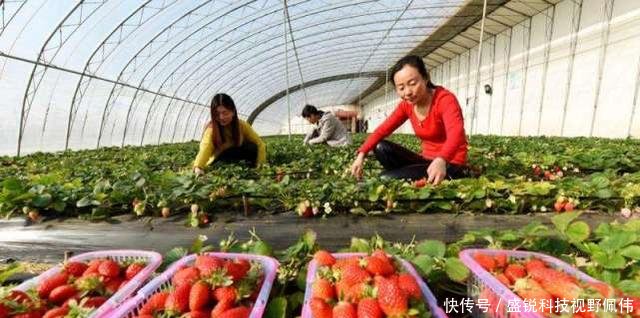  试试：未来三年，在农村从事这3个小生意会吃香，攒了钱的农民会