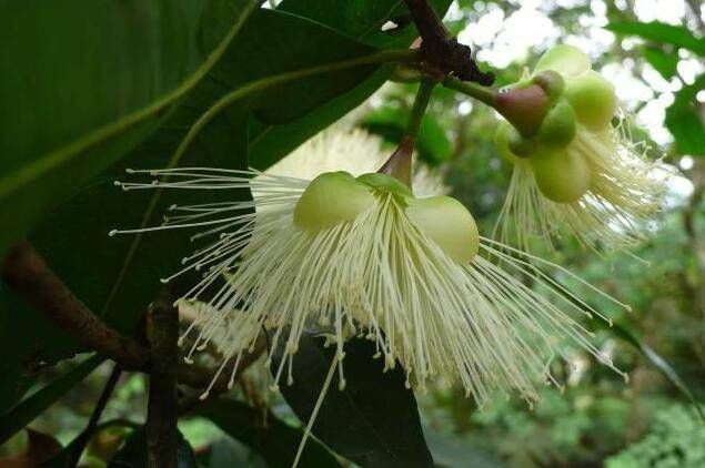  「果实」它珍贵稀少，果实可泡酒“祛风除湿”，若见到记得只采