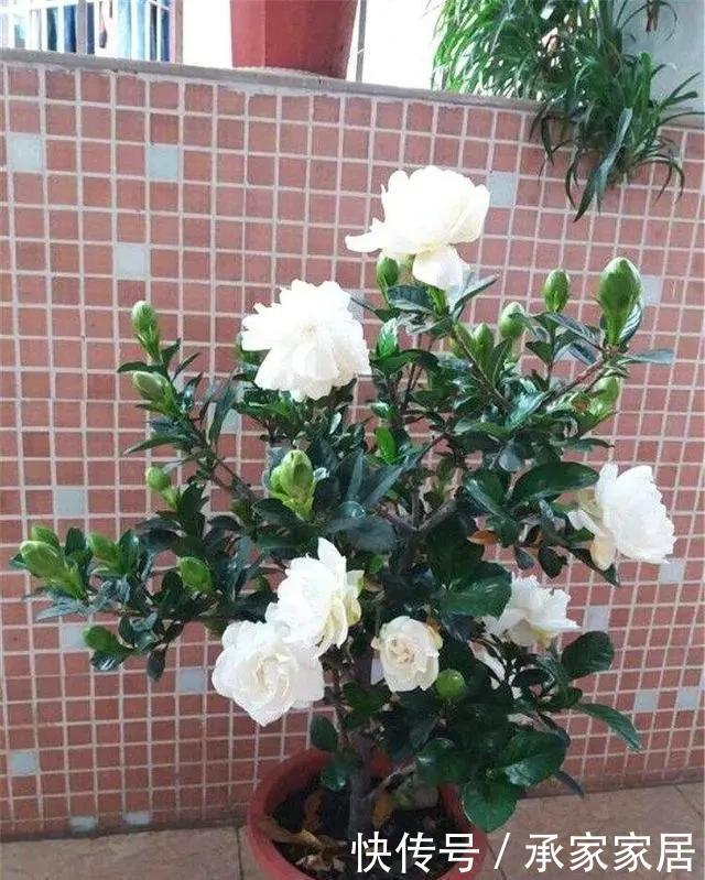  栀子花|栀子花发黄掉花苞，有2个“原因”，及时改善，叶油绿花爆满