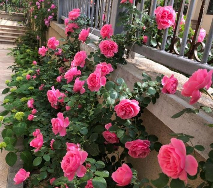  「特长」这时候，就养这些“花”，好看又好养，花期还特长，美爆阳台！