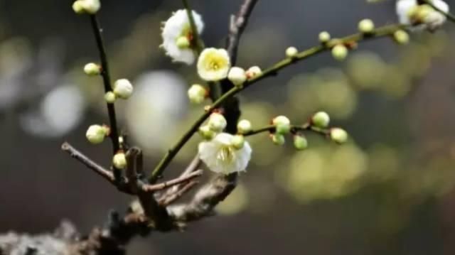【花中】中国10大名花,哪个是你的最爱?