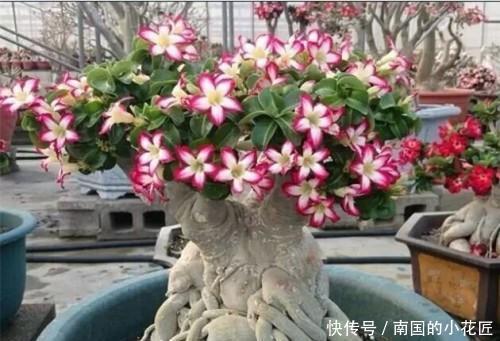  生存|沙漠也有花开，家养一盆沙漠盆景，看沙漠风情