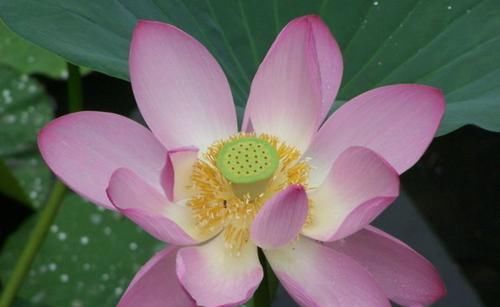  『养盆』喜欢菊花，不妨养盆“精品荷花”敖汉莲，花开冷艳高贵，清香袭人