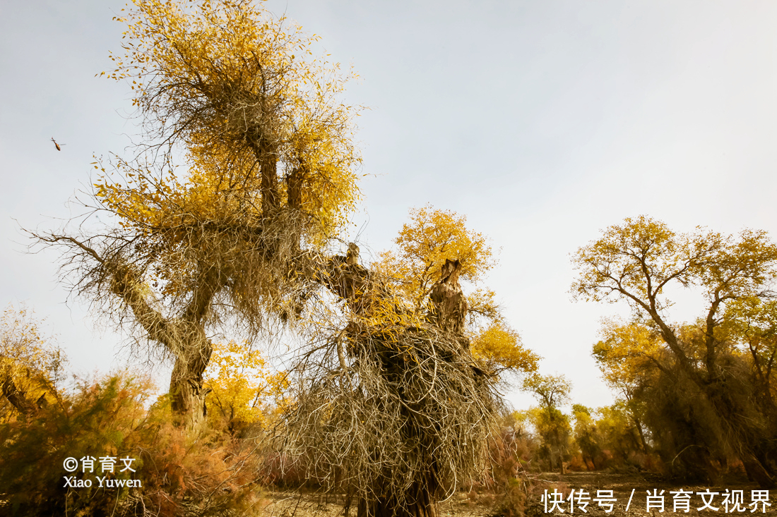 新疆胡杨最美的季节即将到来，坐上景区的小火车，仿佛穿越了时空