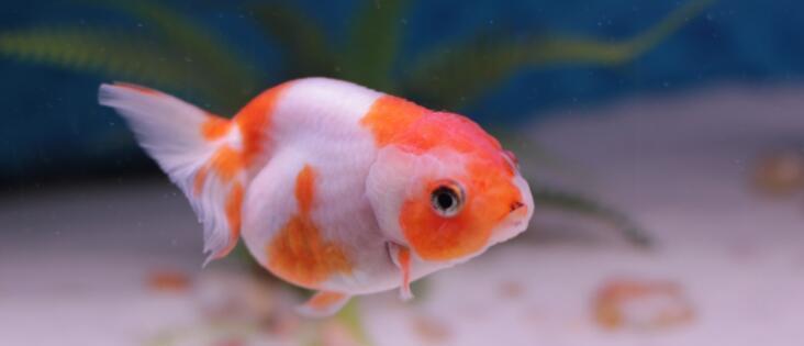 淡水鱼无法在海水中存活,那黄河汇入大海时,河里的鱼都去了哪?