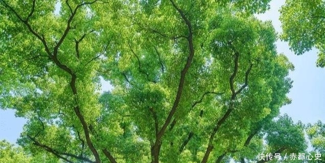  旺宅：农村有哪四大镇宅之树？种在什么位置可以旺人旺宅