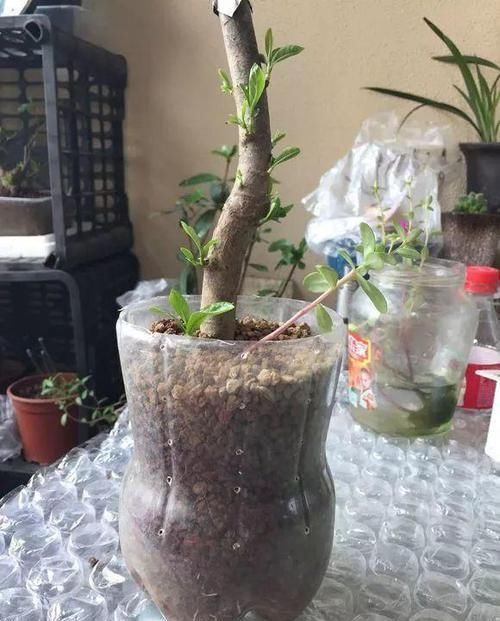  [下次]不起眼的塑料瓶，养花的神器，什么都能干，下次可不要丢了