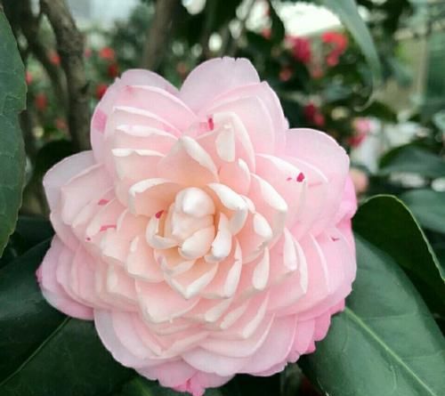 『烂花』已经开花的茶花盆栽喷水后花苞枯萎,黄叶烂花,还有救的可能吗?