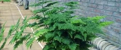  「越长越」刚给文竹剪完枝，能不能换盆？教你几招，叶片繁茂，越长越旺盛