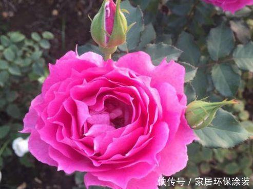  [随便]5种花随便养一盆，日子越来越红火，事业高升还旺财，有钱人都养