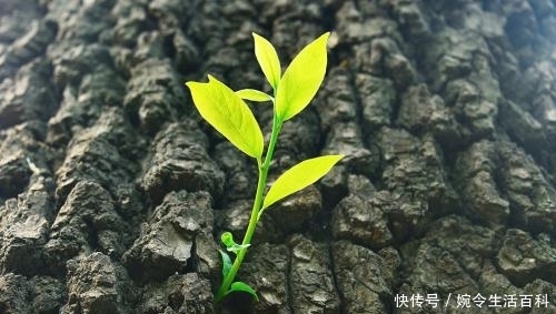 农村老人说“宅子现四喜，家中出能人”，具体是说哪“四喜”？