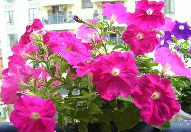 「花盆」适合夏天养的3种花,开花量大溢出花盆,颜色漂亮招人爱,美极了