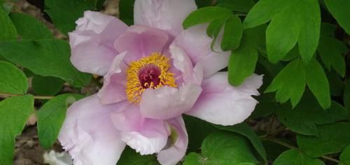 #家里#家里养花，试试3种花中美品，美艳又好养，养几盆轻松打造小花园