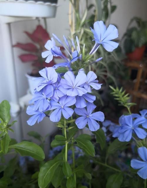  扦插■这些花趁现在“赶紧”扦插，生根快，俩月就开花，容易开成大花球