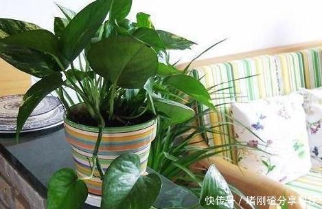 「绿萝」家里油烟机的废油别再丢了,用它养绿萝,叶片长得又多又亮