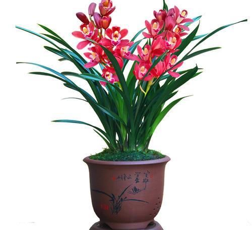  秀丽：建兰上品红将军，花型秀丽饱满、艳而不俗、简单养护就能开爆盆！