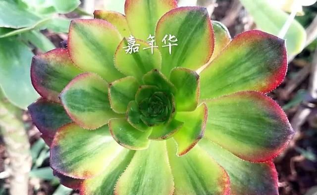  「和成莲座叶」你还傻傻的分不清法师品种吗？百合莉莉属于法师？