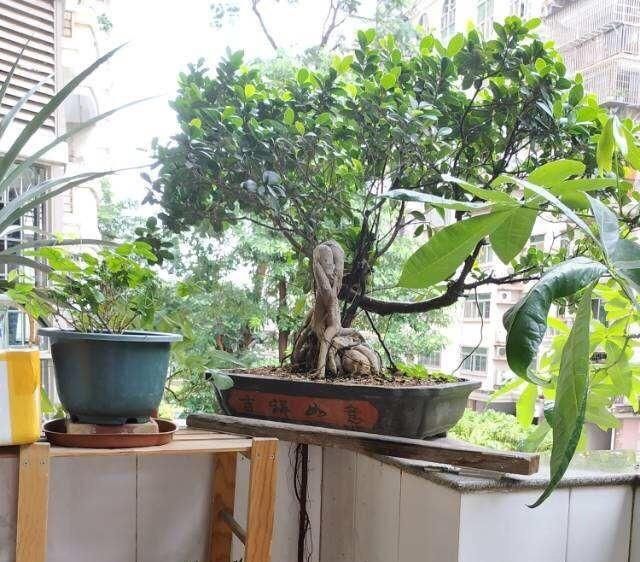 『嫩叶』养盆栽榕树，一个小方法，新叶嫩叶蹭蹭长，枝繁叶茂，越长越旺
