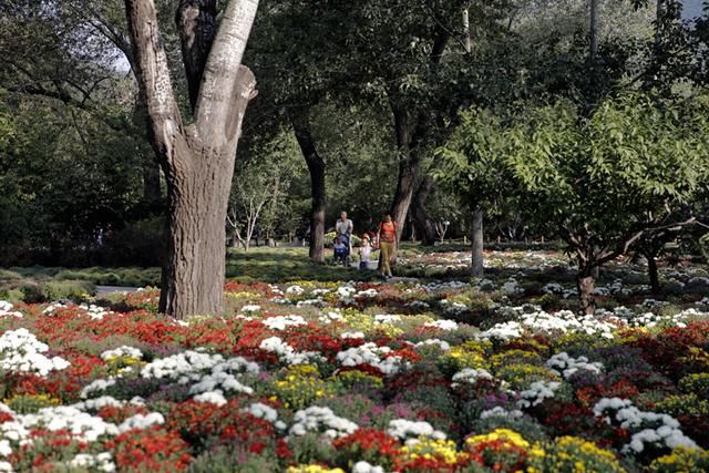 北京植物园40万株鲜花迎国庆 市花展十一开幕