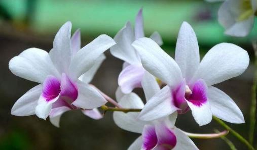  吃能■家里养这4种花，能赏能吃能治病，赚大啦！