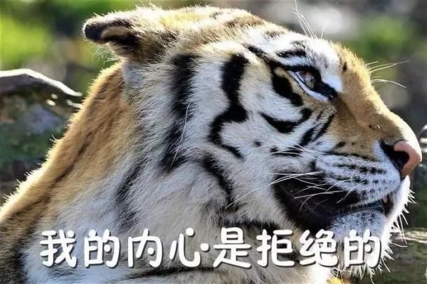  「冷空气」冷空气来袭！最低11℃，还有9级大风！好消息是……
